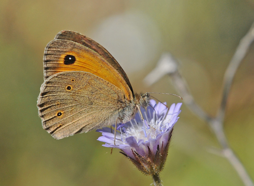 Lesbos Grsrandje, Maniola megala han. Potomia Valley, Lesbos, Grkenland d. 14-15 maj 2015. Fotograf; John Vergo