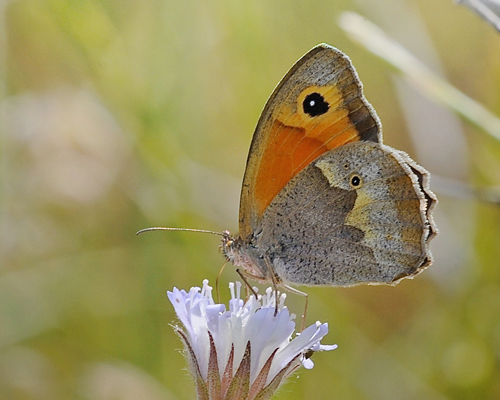 Lesbos Grsrandje, Maniola megala hun. Potomia Valley, Lesbos, Grkenland d. 14-15 maj 2015. Fotograf; John Vergo