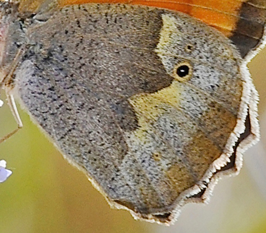 Tyrkisk Grsrandje, Maniola telmessia hun. Potomia Valley, Lesbos, Grkenland d. 14 maj 2015. Fotograf; John Vergo