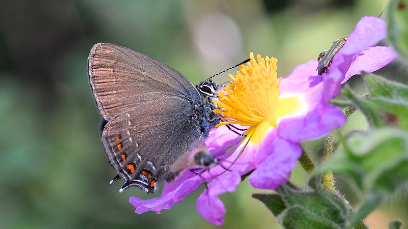 Lille Slensommerfugl, Satyrium acaciae. Lesbos, Grkenland d. 18 maj 2015. Fotograf; John Vergo