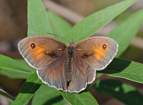 Tyrkisk Grsrandje, Maniola telmessia han. Petri, Lesbos, Grkenland d. 19 maj 2015. Fotograf; John Vergo