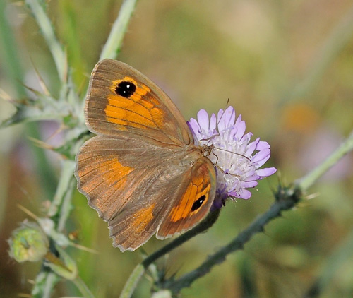 Tyrkisk Grsrandje, Maniola telmessia hun. Petri, Lesbos, Grkenland d. 19 maj 2015. Fotograf; John Vergo