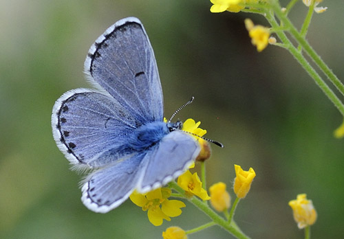 stlig Timianblfugl, Pseudophilotes vicrama han. Skiti, Koani, Grkenland d. 7 maj 2015. Fotograf; Tom Nygaard Kristensen