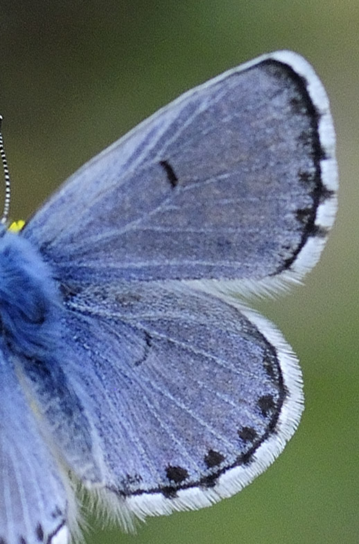 Østlig Timianblåfugl, Pseudophilotes vicrama han. Skiti, Koani, Grækenland d. 7 maj 2015. Fotograf; Tom Nygaard Kristensen
