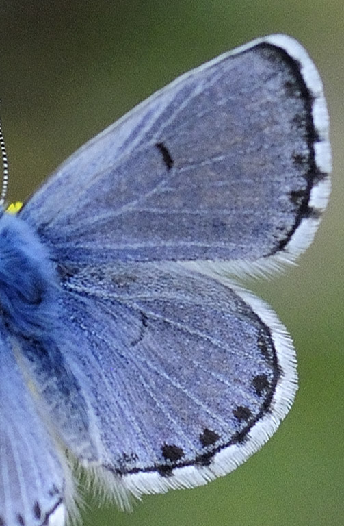 ?stlig Timianblåfugl, Pseudophilotes vicrama han. Skiti, Koani, Grækenland d. 7 maj 2015. Fotograf; Tom Nygaard Kristensen