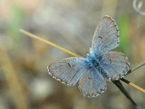 stlig Timianblfugl, Pseudophilotes vicrama han. Skiti, Grkenland d. 27 april 2016. Fotograf; Martin Bjerg