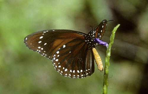 Swamp Tiger, Danaus affinis (Fabricius, 1775). Gurung, Meja, Mankwari, Papua september 2004. Photographer; Tom Nygaard Kristensen