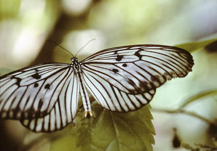 Tree Nymph or Paper butterflies, Idea blanchardii (Fabricius, 1807). Bali, Indonesien september 2005. Photographer; Tom Nygaard Kristensen