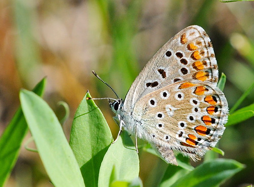 Adonisblfugl, Polyommatus bellargus hun. Vercana Lake, Como, Italien d. 21 august 2013. Fotograf; John Vergo