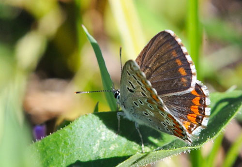 Adonisblfugl, Polyommatus bellargus hun. Vercana Lake, Como, Italien d. 21 august 2013. Fotograf; John Vergo