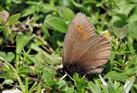 Lille Bjergrandøje, Erebia epiphron ssp. aetheria. Udine, nordøstlig Italien d. 5 juli 2015. Fotograf; Tom Nygaard Kristensen