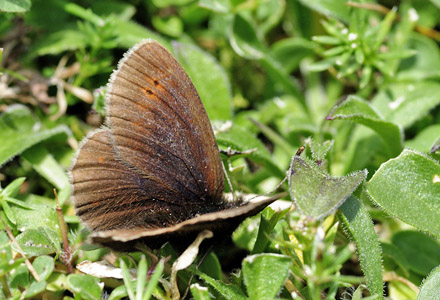 Lille Bjergrandøje, Erebia epiphron ssp. aetheria. Udine, nordøstlig Italien d. 5 juli 2015. Fotograf; Tom Nygaard Kristensen