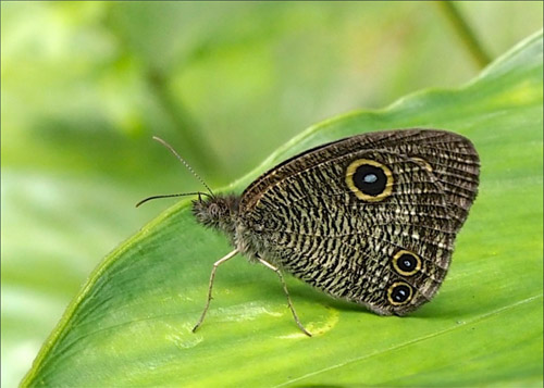 Afrikansk Randje, Ypthima asterope ssp. mahratta. Ziro 1600m., Pange, Arunachal Pradesh, Indien d. 6 september 2017. Fotograf; Pamela Donaldson