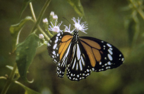 White Tiger, Danaus melanippus ( Cramer, 1777). Penang, Malaysia february 1994. Photographer; Tom Nygaard Kristensen