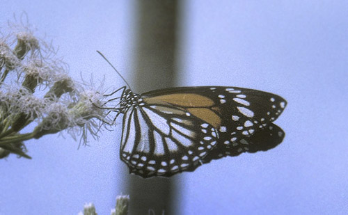 White Tiger, Danaus melanippus ( Cramer, 1777). Penang, Malaysia february 1994. Photographer; Tom Nygaard Kristensen