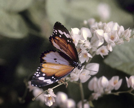 Plain Tiger, Danaus chrysippus ( Cramer, 1777). Penang, Malaysia february 1994. Photographer; Tom Nygaard Kristensen