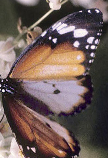 Plain Tiger, Danaus chrysippus ( Cramer, 1777). Penang, Malaysia february 1994. Photographer; Tom Nygaard Kristensen