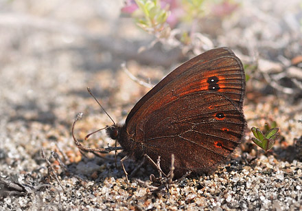 Arktisk Bjergrandje, Erebia polaris. Karigasniemi, Finland d. 9 juli 2015. Fotograf; Allan Hartz