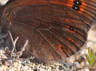 Arktisk Bjergrandje, Erebia polaris. Karigasniemi, Finland d. 9 juli 2015. Fotograf; Allan Hartz