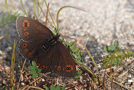 Arktisk Bjergrandje, Erebia polaris. Karigasniemi, Finland d. 9 juli 2015. Fotograf; Allan Hartz