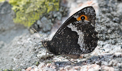 Klipperandje, Hipparchia alcyone norvegica.Treungen, Telemarken, Norge d. 19 juli 2015. Fotograf;  Allan Hartz