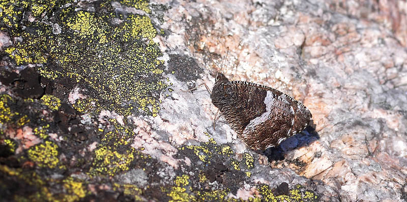 Klipperandøje, Hipparchia alcyone norvegica.Treungen, Telemarken, Norge d. 19 juli 2015. Fotograf; Allan Hartz