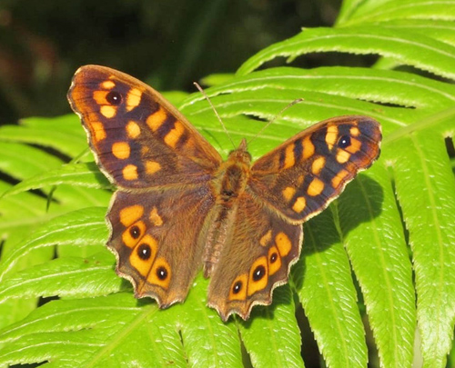 Skovrandøje, Pararge aegeria ssp. aegeria han. Monte-Jardim, Funchal, Madeira d. 14 januar 2016. Fotograf; Steffen Johansen