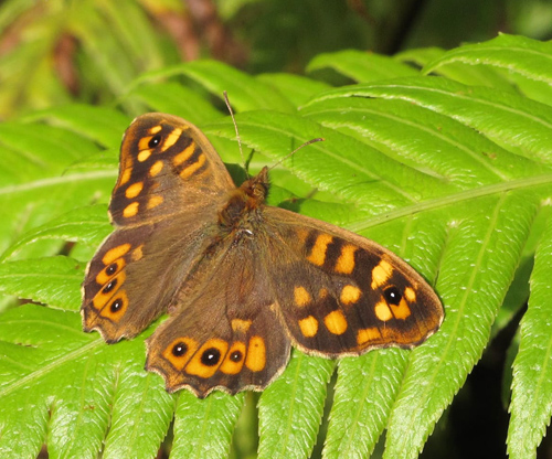 Skovrandøje, Pararge aegeria ssp. aegeria han. Monte-Jardim, Funchal, Madeira d. 14 januar 2016. Fotograf; Steffen Johansen