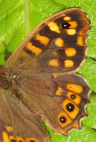 Skovrandøje, Pararge aegeria ssp. aegeria han. Monte-Jardim, Funchal, Madeira d. 14 januar 2016. Fotograf; Steffen Johansen