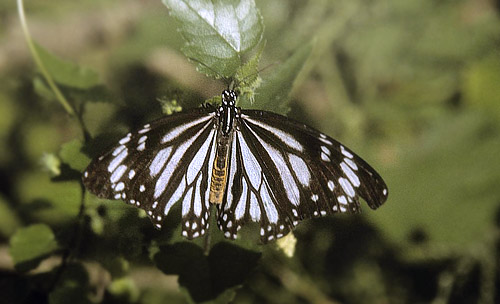 White Tiger, Danaus melanippus ( Cramer, 1777). Mindoro. Philippinerne,  january 1995. Photographer; Tom Nygaard Kristensen