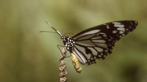 White Tiger, Danaus melanippus ( Cramer, 1777). Mindoro. Philippinerne, january 1995. Photographer; Tom Nygaard Kristensen