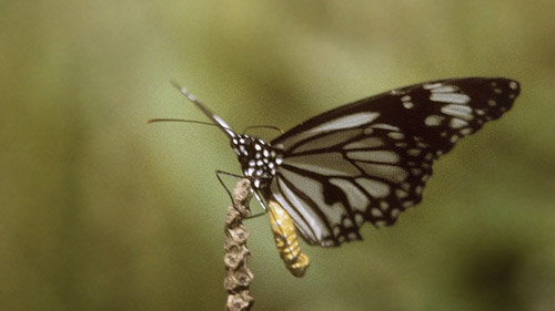 White Tiger, Danaus melanippus ( Cramer, 1777). Mindoro. Philippinerne,  january 1995. Photographer; Tom Nygaard Kristensen