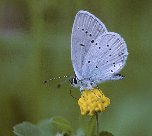 Rimetea,Transsylvania, Rumnien d. 31 maj 2004. Fotograf; Tom Nygaard Kristensen