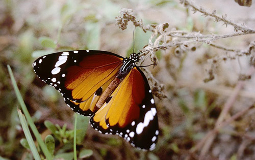 Plain Tiger, Danaus chrysippus ( Cramer, 1777). Andalusien, Spain d. 21 maj  2001. Photographer; Tom Nygaard Kristensen