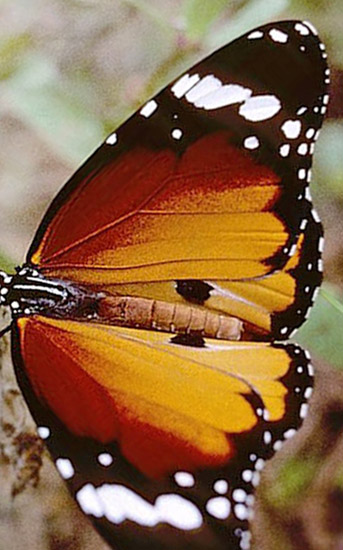 Plain Tiger, Danaus chrysippus ( Cramer, 1777). Andalusien, Spain d. 21 maj  2001. Photographer; Tom Nygaard Kristensen