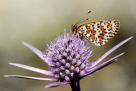 Rd Pletvinge, Melitaea didyma. Spanien 2002. Fotograf; Tom Nygaard Kristensen