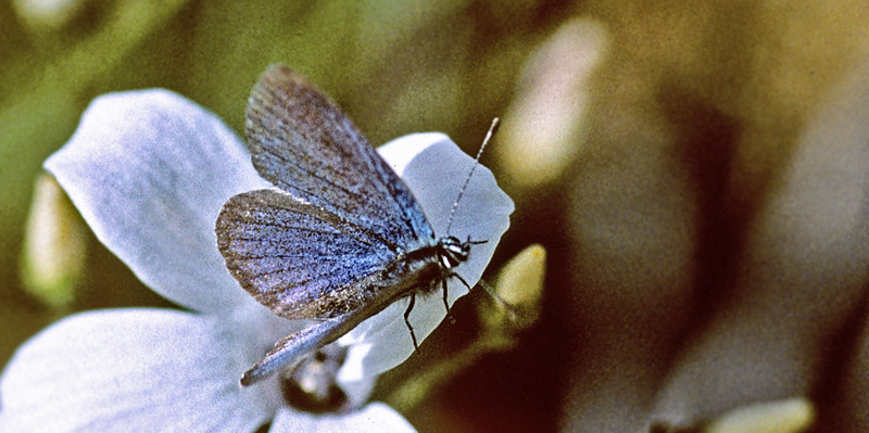 Grandas Dvrgblfugl, Cupido lorquinii han. Andalusien, Spanien d. 21 marts 2002. Fotograf; Tom Nygaard Kristensen