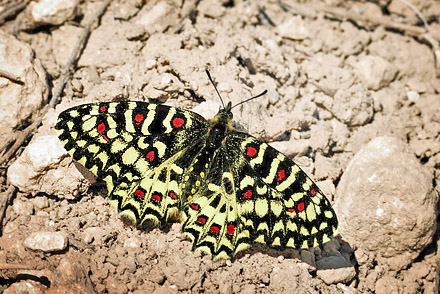 Vestlig Guirlandesommerfugl, Zerynthia rumina, Los Monegros, Aragon, Huesca,  Spanien d. 28 marts 2008. Fotograf; Tom Nygaard Kristensen