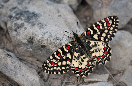 Vestlig Guirlandesommerfugl, Zerynthia rumina, Los Monegros, Aragon, Huesca,  Spanien d. 30 marts 2008. Fotograf; Tom Nygaard Kristensen