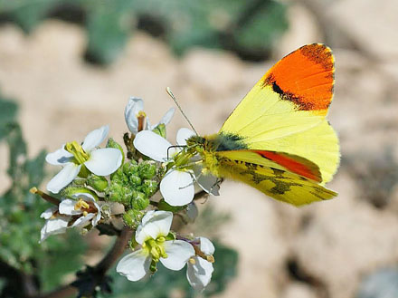 Gul Aurora, Anthocharis euphenoides. Los Monegros, Aragon, Huesca,  Spanien d. 28 marts 2008. Fotograf; Tom Nygaard Kristensen