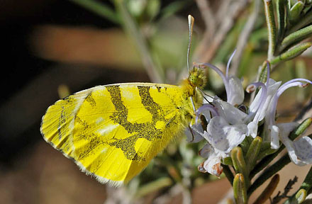 Gul Aurora, Anthocharis euphenoides. Los Monegros, Aragon, Huesca,  Spanien d. 28 marts 2008. Fotograf; Tom Nygaard Kristensen