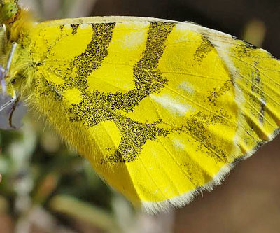 Gul Aurora, Anthocharis euphenoides. Los Monegros, Aragon, Huesca,  Spanien d. 28 marts 2008. Fotograf; Tom Nygaard Kristensen