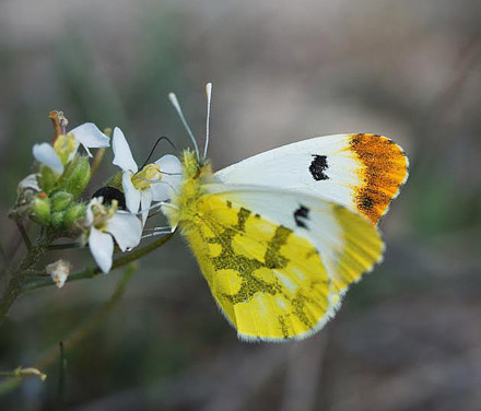 Gul Aurora, Anthocharis euphenoides. Los Monegros, Aragon, Huesca,  Spanien d. 28 marts 2008. Fotograf; Tom Nygaard Kristensen