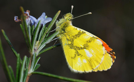 Gul Aurora, Anthocharis euphenoides. Los Monegros, Aragon, Huesca,  Spanien d. 28 marts 2008. Fotograf; Tom Nygaard Kristensen