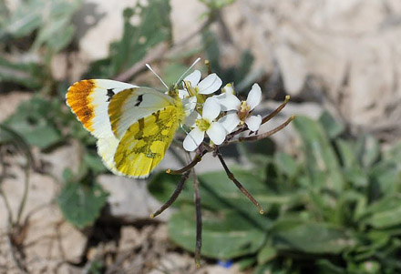 Gul Aurora, Anthocharis euphenoides. Los Monegros, Aragon, Huesca,  Spanien d. 28 marts 2008. Fotograf; Tom Nygaard Kristensen