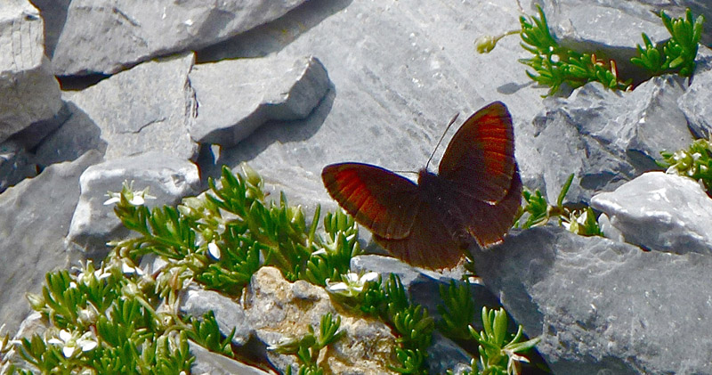 Hjalpin Klippebjergrandje, Erebia pluto ssp. oreas. Jungfrau 2400 m., Berner Oberland, Schweiz d. 14 august 2012. Fotograf; Rene Vergo