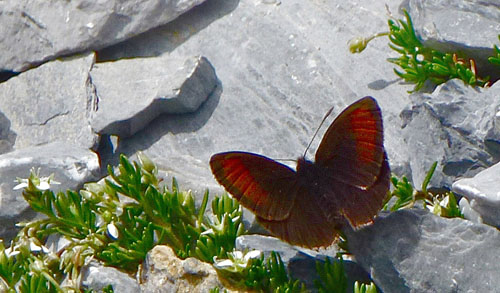 Hjalpin Klippebjergrandje, Erebia pluto ssp. oreas. Jungfrau 2400 m., Berner Oberland, Schweiz d. 14 august 2012. Fotograf; Rene Vergo