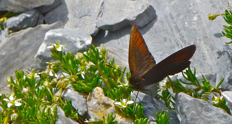 Hjalpin Klippebjergrandje, Erebia pluto ssp. oreas. Jungfrau 2400 m., Berner Oberland, Schweiz d. 14 august 2012. Fotograf; Rene Vergo