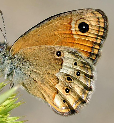 Sydlig Perlemorrandje, Coenonympha dorus. Andalusien, Spanien d. 10 juli 2014. Fotograf;  Tom Nygaard Kristensen