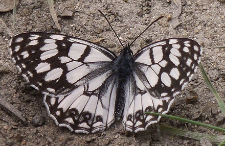 Melanargia russiae, Estramadura, Spanien. Juni 2016. Fotograf:; Regitze Enoksen